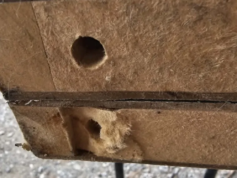 Rotted wood beam with holes, removed from a home during repair